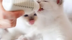Млечна смес за котенца